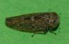 Acericerus vittifrons